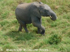 Kiombo versucht seine Freunde einzuholen
