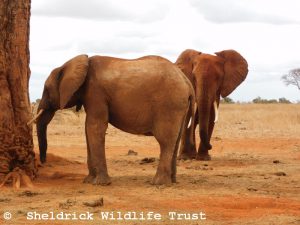 Tundani und ein wilder Elefant (hinten)