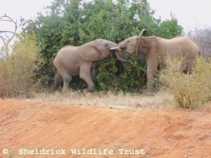 Enkikwe und Kauro