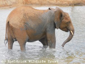 Nabulu