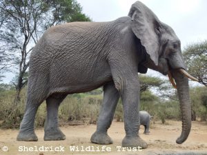 Jasiri