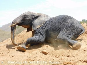 Limalima
