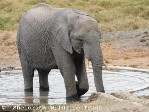 Mwashoti