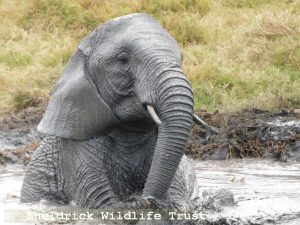 Sonje