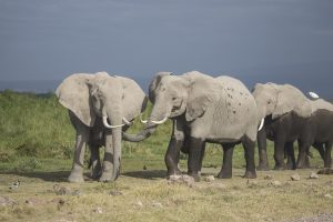 Astrid, die Matriarchin der AAs, und ihre Tochter Annan