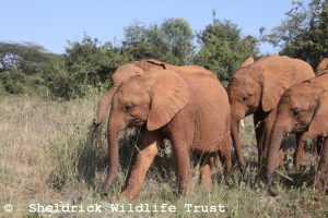 Bondeni, Naboishu und Kindani