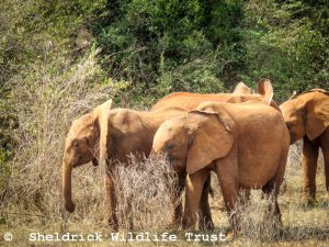 Esoit und Kinyei