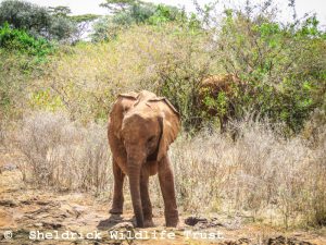 Kinyei