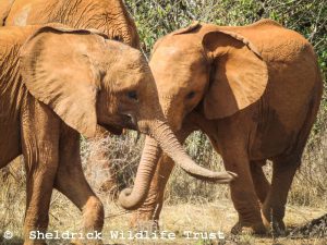 Kinyei und Roho