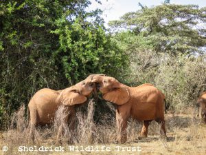 Naboishu und Mukkoka