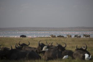 Der Park ist voller Wildtiere, die hier in der Trockenzeit Zuflucht suchen