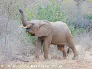 Enkikwe