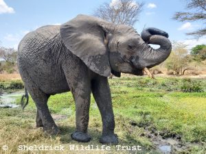 Enkesha