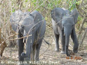 Maktao (links) und Enkesha (rechts)