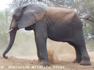 Ngasha