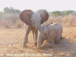 Malkia (links) und Malima (rechts)