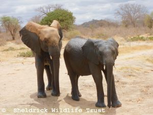 Maramoja und Musiara