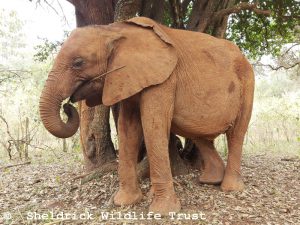 Kinyei