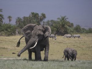 Garamba beim Schlammbad