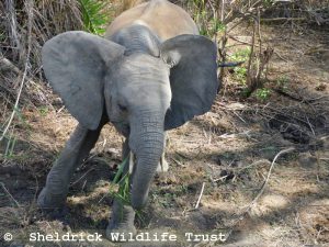 Enkesha im Kibwezi-Wald