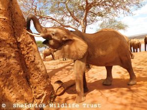 Kenia beim Posieren am Affenbrotbaum