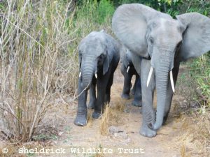 Kiombo (links) mit Quanza auf dem Heimweg