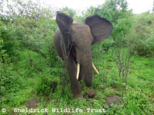 Mwasho auf Futtersuche