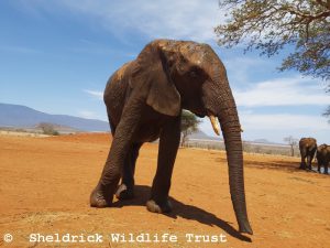 Ngilai nach dem Schlammbad