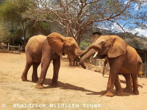 Tagwa (links) und Ngilai