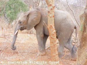 Enkikwe