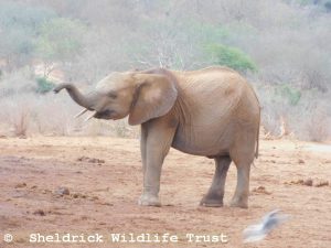 Nabulu