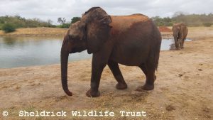 Lemoyian