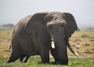 Der große Bulle Bjorn