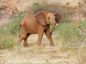 Enkikwe