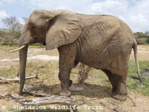 Murera im Kibwezi-Wald