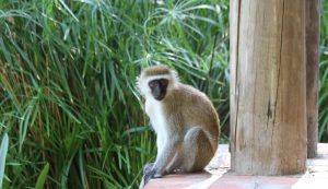 Grüne Meerkatzen sind ebenfalls in Amboseli zu Hause