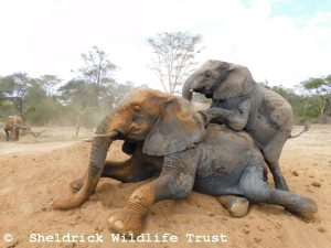 Kiombo versucht, auf Ngasha hinauf zu klettern