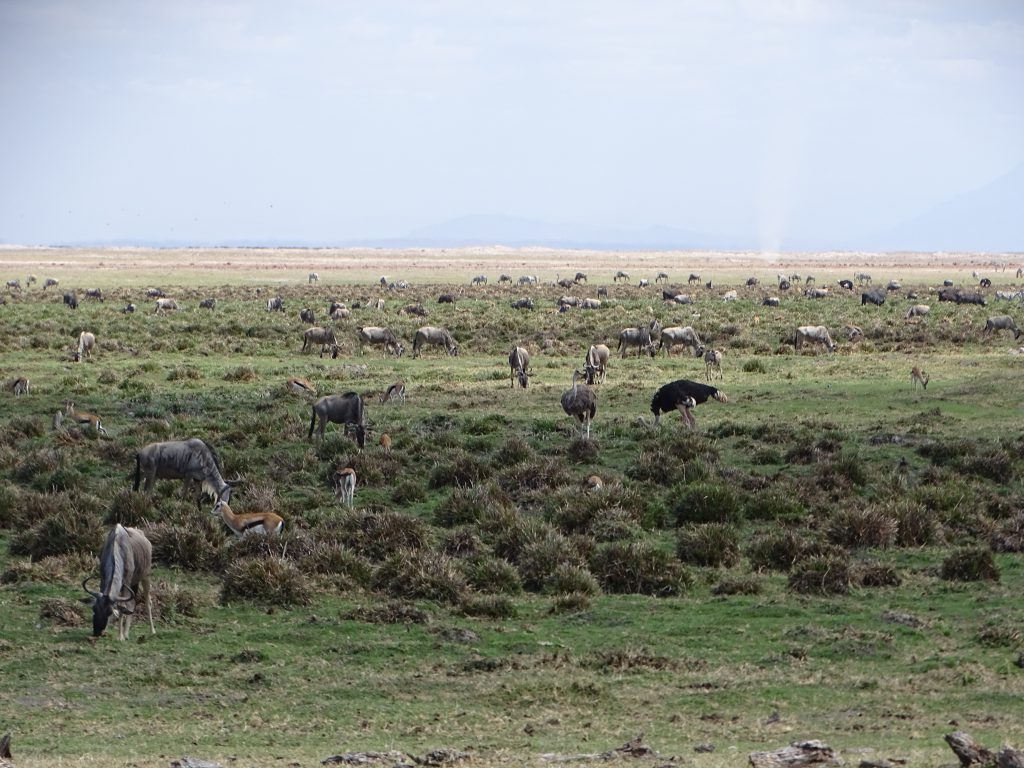 Die Zahl der Wildtiere in Amboseli ist sehr groß.