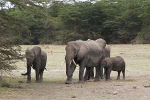 Angelina und ihre Kälber im Ol Tukai Forest