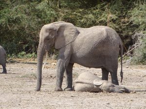Elise wacht über ihr schlafendes Kalb