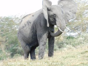 Murera flattert mit den Ohren