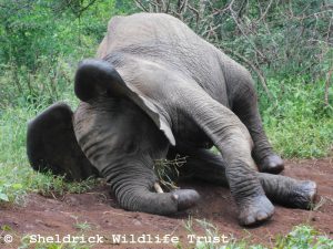 Enkesha
