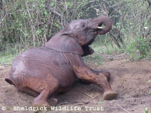 Kinyei