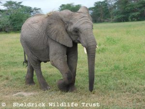 Kiombo