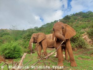 Mudanda (vorn) mit Mbegu