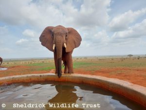 Ngilai