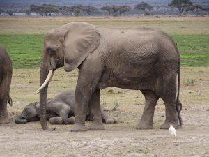 Elefantenkuh wacht über schlafendem Kalb