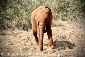 Kinyei