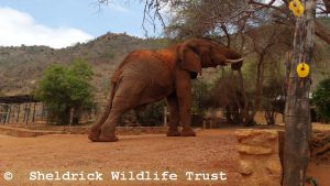 Laikipia auf Besuch im Stallgelände