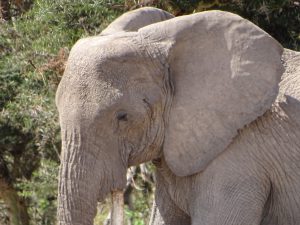 Enid, die Matriarchin der EBs